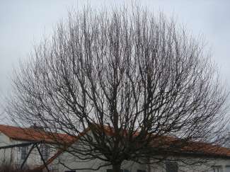 dsc06337.jpg
